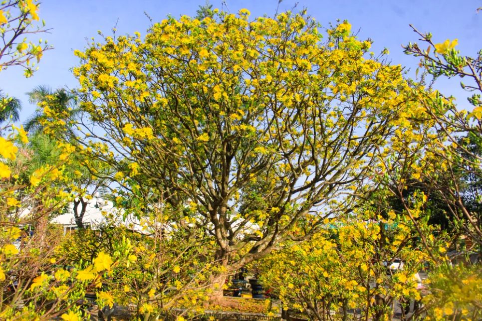 Những 'cụ' mai tiền tỷ khoe sắc 