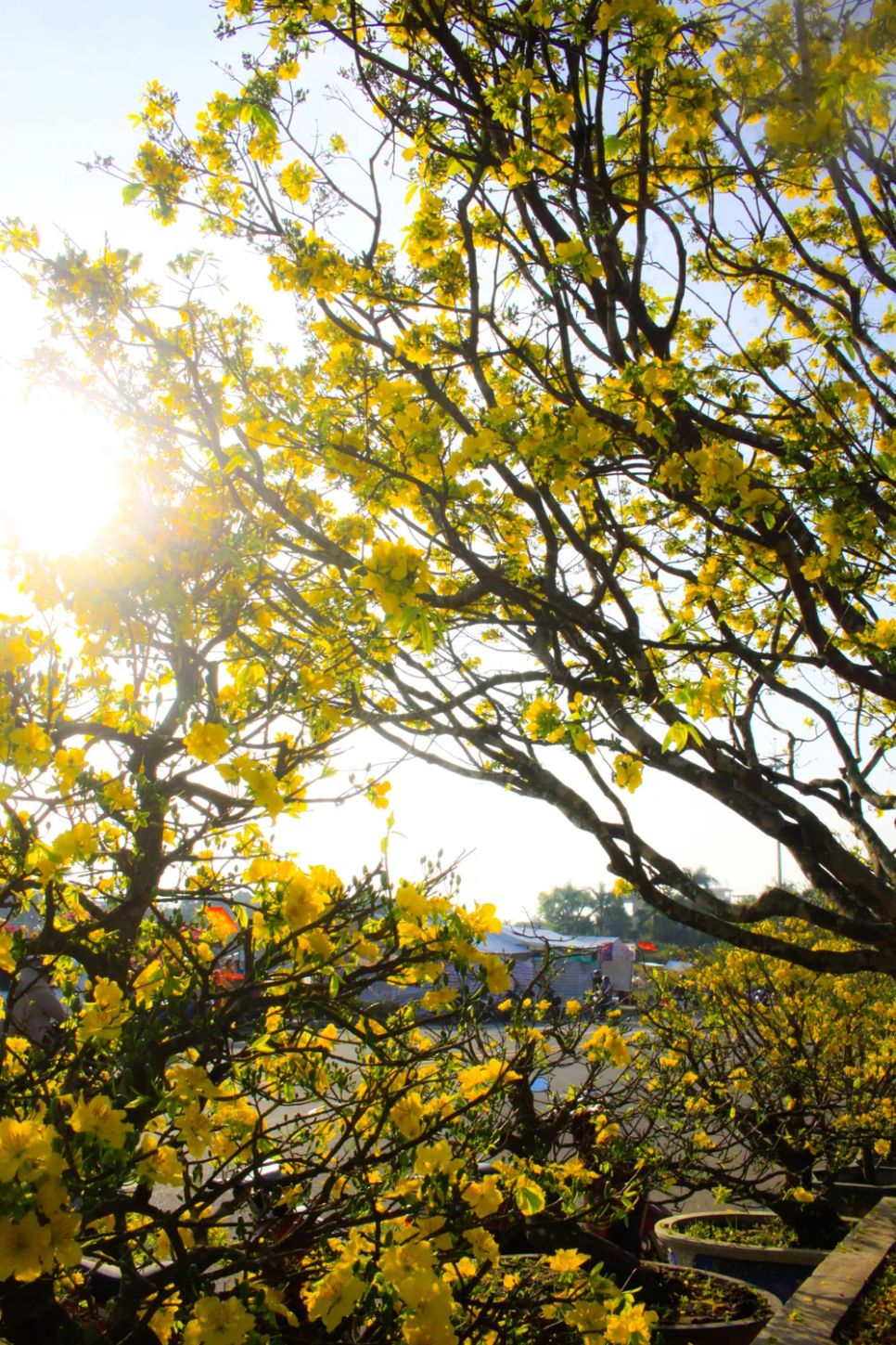 Những 'cụ' mai tiền tỷ khoe sắc 