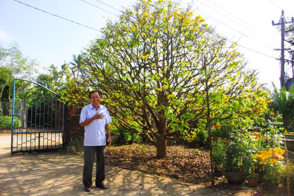 Những 'cụ' mai tiền tỷ khoe sắc 