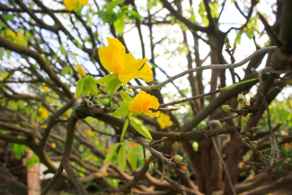 Những 'cụ' mai tiền tỷ khoe sắc 