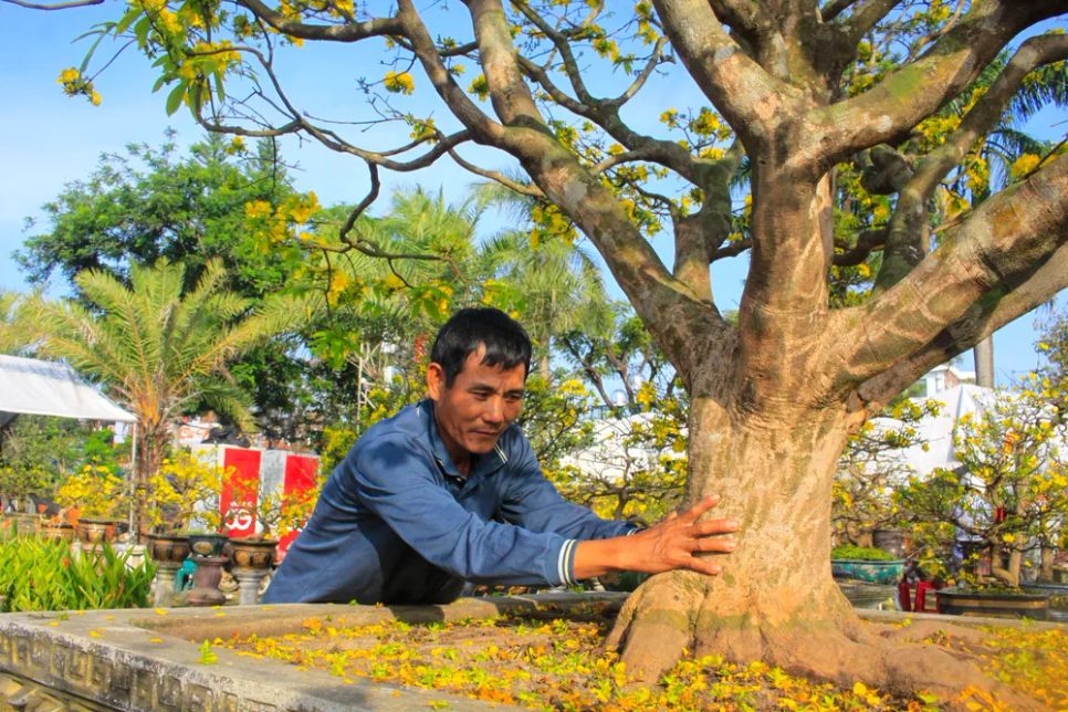 Những 'cụ' mai tiền tỷ khoe sắc 