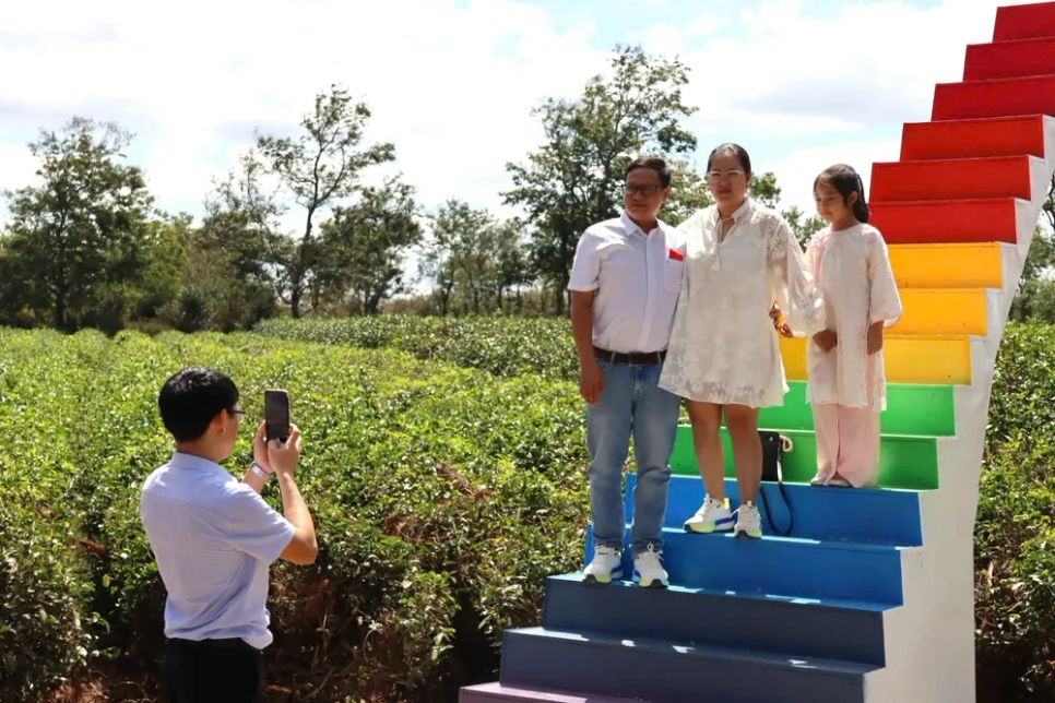 Người dân chụp ảnh lưu niệm bên đồi chè ở khu vực Hàng thông trăm tuổi Người dân chụp ảnh lưu niệm bên đồi chè ở khu vực Hàng thông trăm tuổi