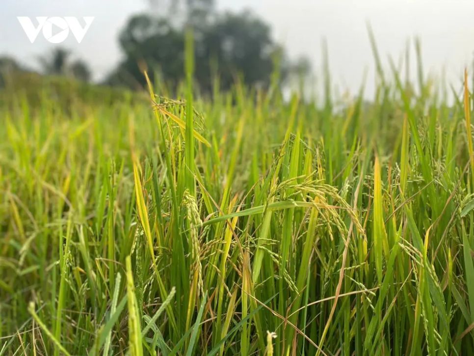 Hạt gạo Việt khẳng định vị thế trên thị trường toàn cầu