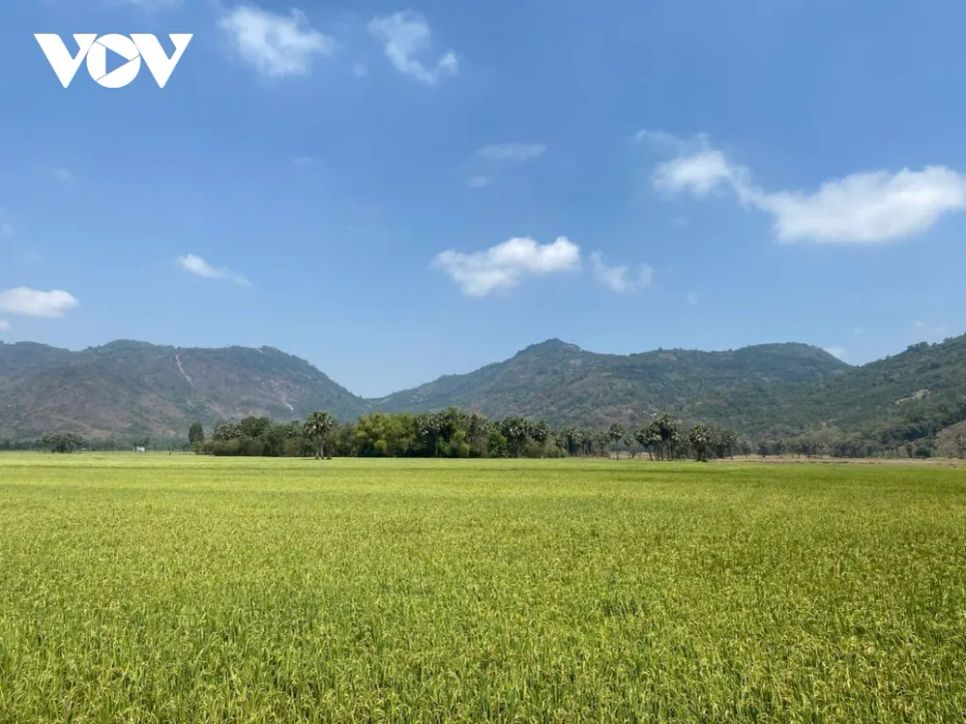 Hạt gạo Việt khẳng định vị thế trên thị trường toàn cầu