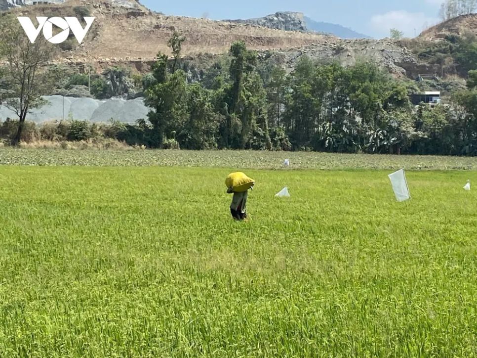 Lúa gạo từ lâu đã là ngành sản xuất truyền thống, tạo sinh kế cho hàng chục triệu nông dân Việt Nam.