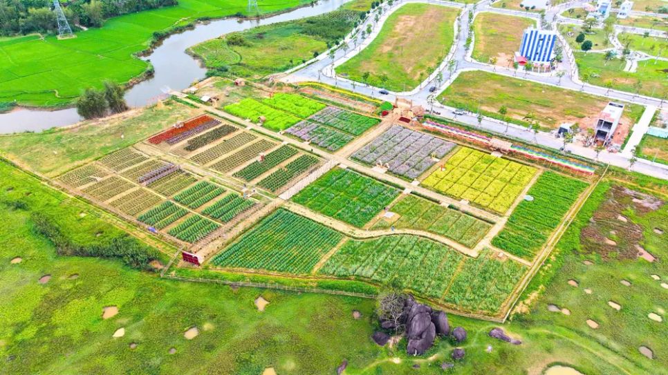 Rực rỡ vườn hoa Phú Mỹ, tỉnh Quảng Ngãi Rực rỡ vườn hoa Phú Mỹ, tỉnh Quảng Ngãi