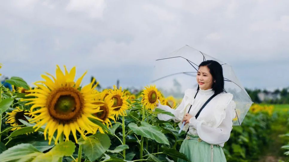 Vườn hoa hướng dương thu hút giới trẻ đến chụp ảnh. Ảnh: NGUYỄN TRANG Vườn hoa hướng dương thu hút giới trẻ đến chụp ảnh. Ảnh: NGUYỄN TRANG