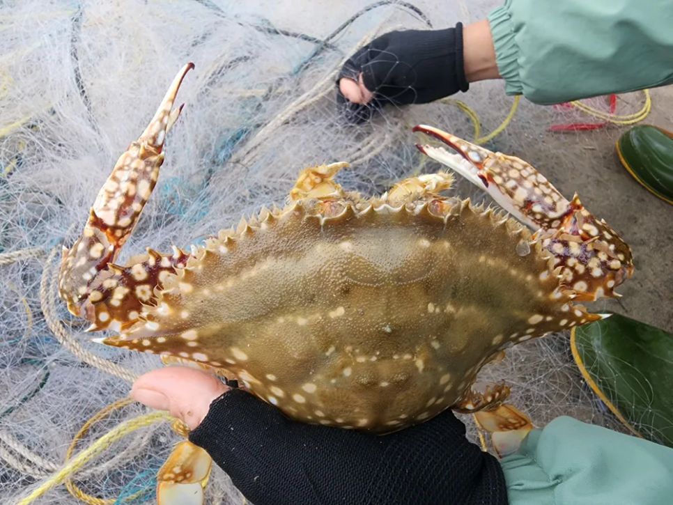 Ngư dân Hà Tĩnh trúng 