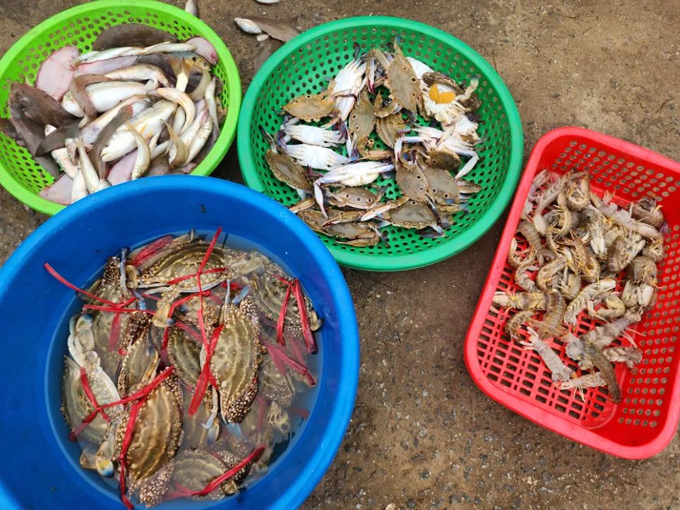 Những con ghẹ tươi ngon và cá các loại