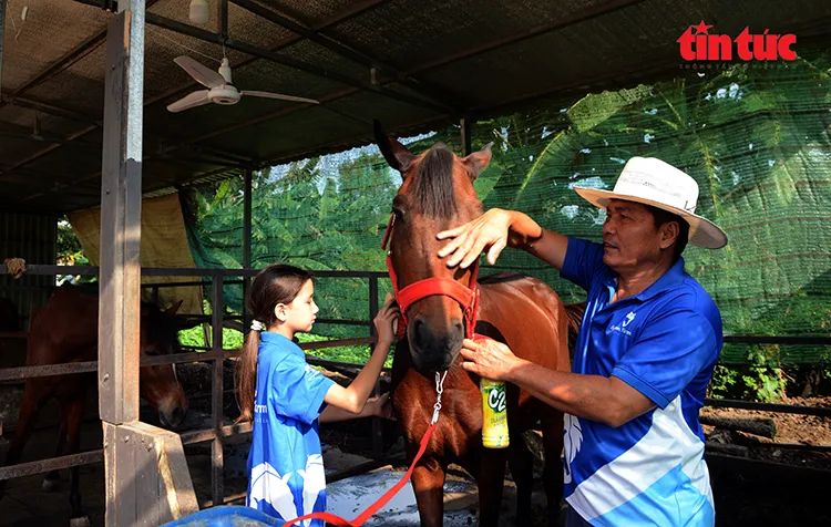 Anh Lê Tiến Tông ngụ xã Bình Hưng gắn bó với nghề hơn 40 năm đang chăm sóc ngựa nuôi.