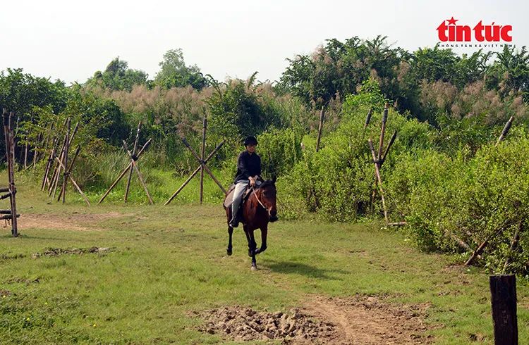 Nghề nuôi ngựa đua vang bóng một thời ở TPHCM