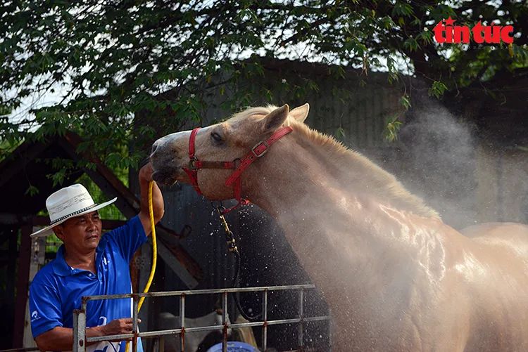 Nghề nuôi ngựa đua vang bóng một thời ở TPHCM