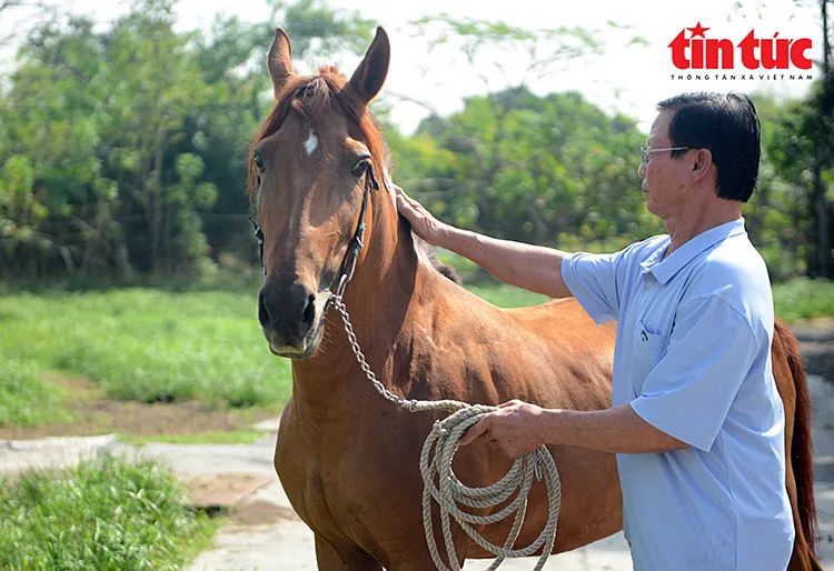 Nghề nuôi ngựa đua vang bóng một thời ở TPHCM
