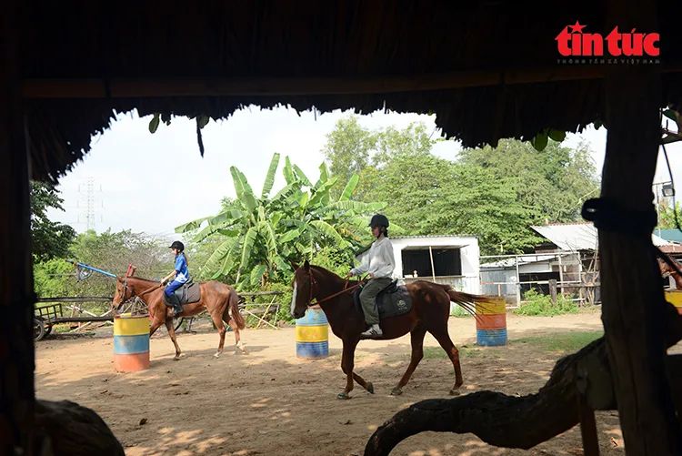 Nghề nuôi ngựa đua vang bóng một thời ở TPHCM