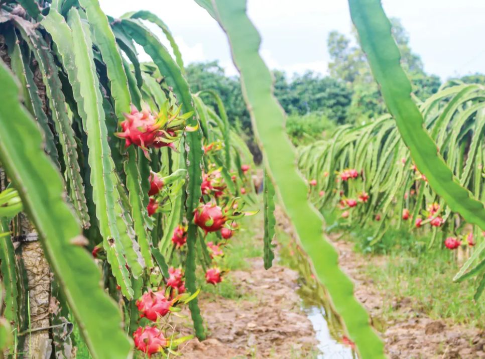 Nông dân TPHCM viết tiếp câu chuyện 'nông nghiệp 4.0' Nông dân TPHCM viết tiếp câu chuyện 'nông nghiệp 4.0'