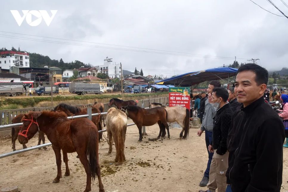 <p>Giữa tiếng mặc cả và gọi nhau huyên náo, phần lớn ngựa đứng bình thản vì dường như đã quen với âm thanh này.</p>