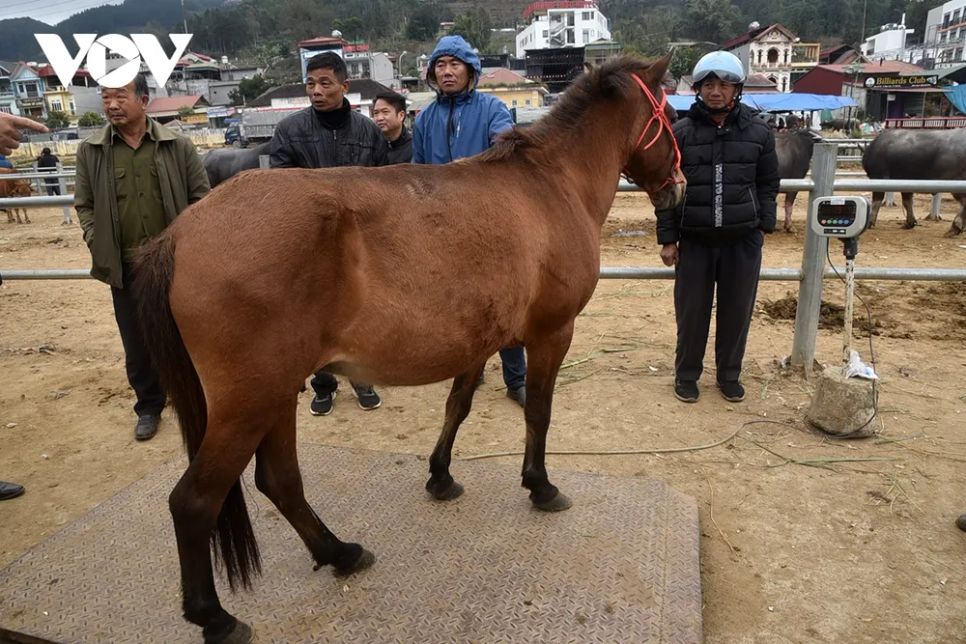 <p>Một chú ngựa được đưa lên bàn cân.</p>