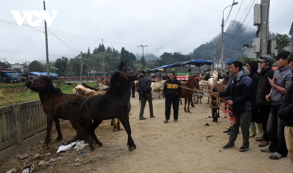 <p>Ngựa rất nhạy cảm và sợ tiếng động lớn, đột ngột. Con ngựa này lần đầu xuống chợ nên tỏ ra hoảng loạn căng mình dật dây cương.</p>