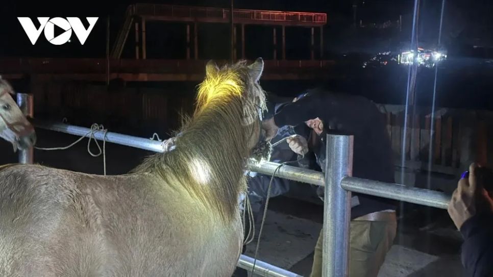 <p>Người buôn kiểm tra răng, chân, dáng ngựa, một cách “đọc” giá trị ngựa.</p>