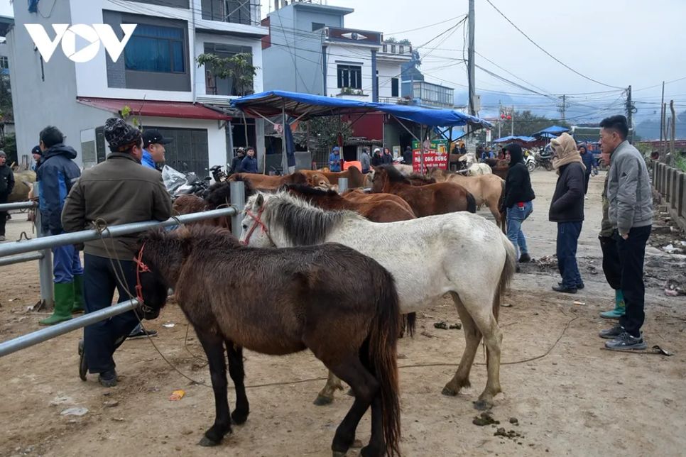 <p>Người mua kẻ bán vây quanh, tiếng mặc cả lẫn trong tiếng ngựa hí.</p>