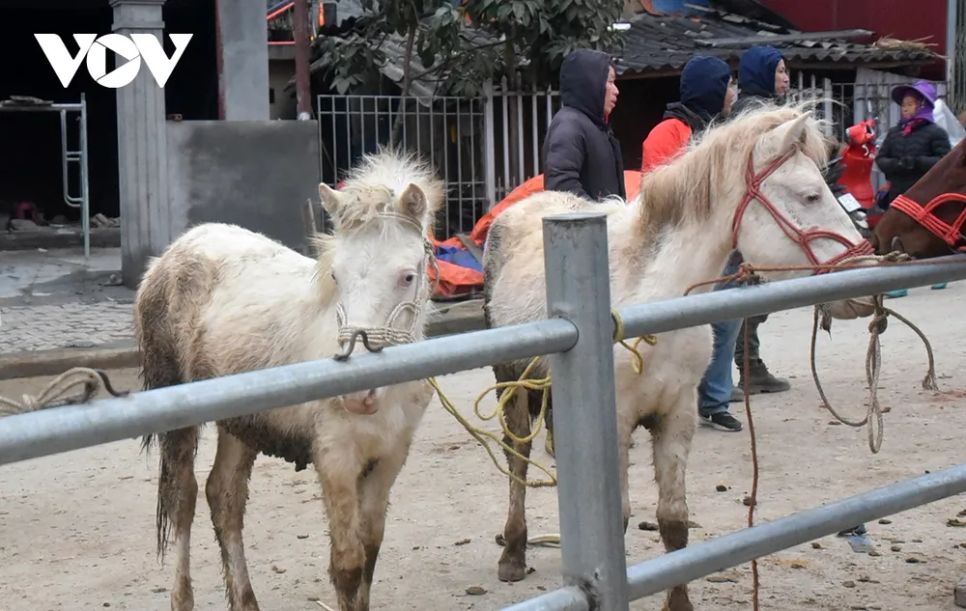 <p>Những con ngựa bạch thường có giá trị cao bởi chúng có thể nấu cao ngựa bạch bồi bổ sức khỏe.</p>