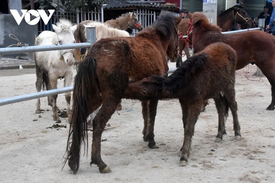 <p>Những con ngựa lấm bùn sau hành trình xa được chở bằng xe tải đến chợ.</p>