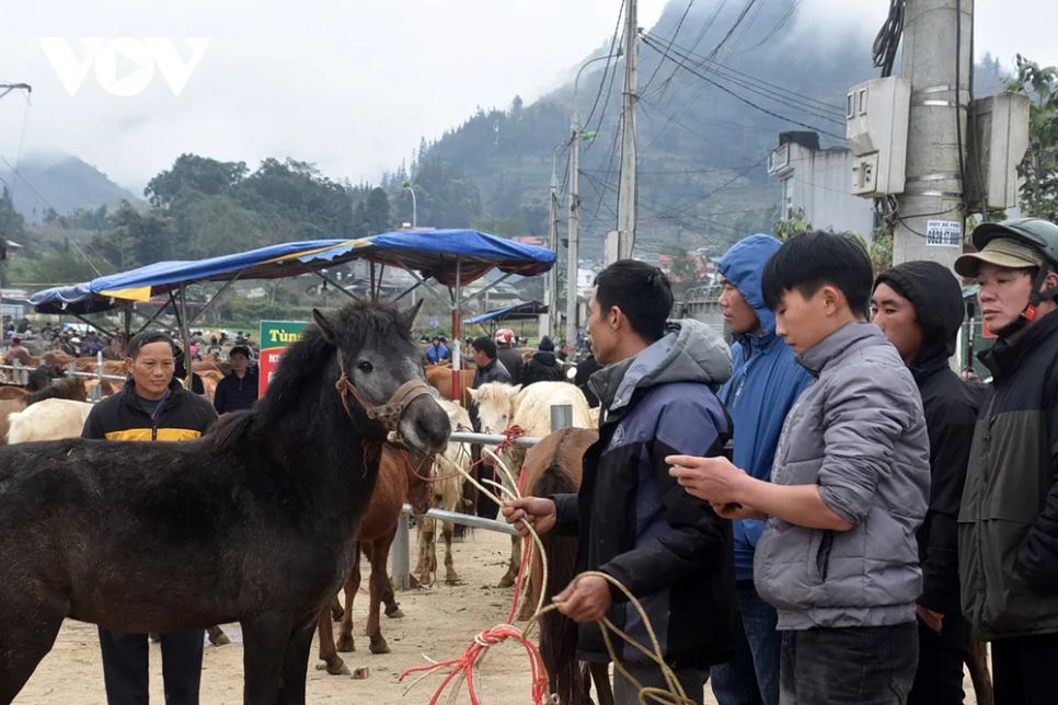 <p>Phải rất vất vả chủ ngựa mới 