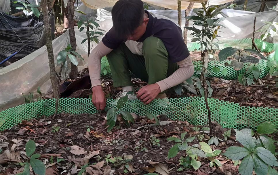 6 ngày chưa tưới, các luống sâm đã khô