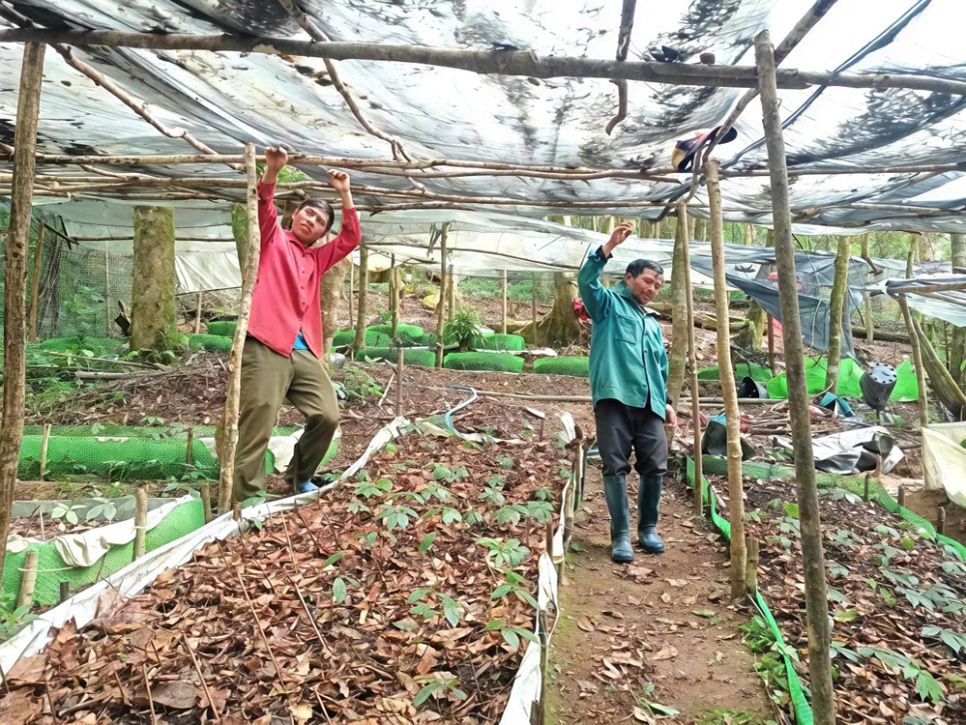 Làm bạt che chắn lá, cành cây để bảo vệ sâm