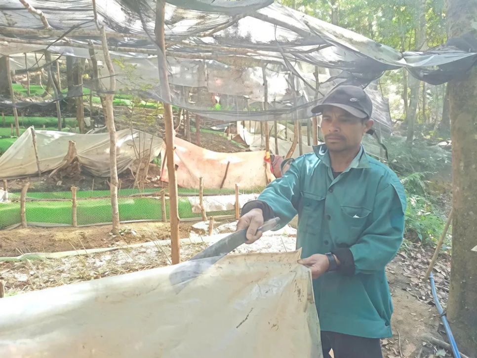 Người dân chuẩn bị bạt để làm mái che bảo vệ sâm khỏi cảnh nhánh gãy đổ