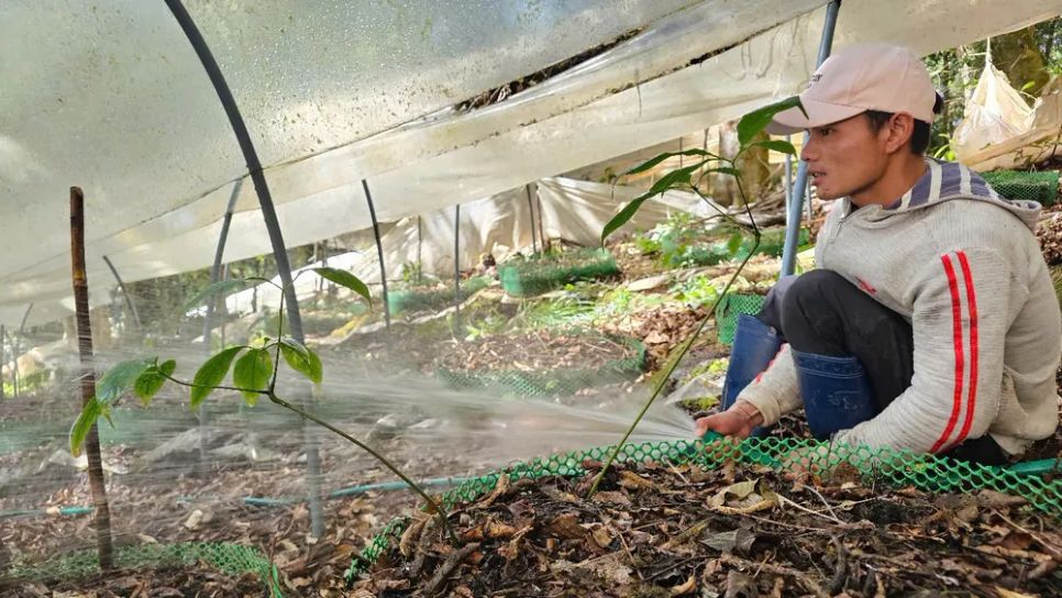 Tưới nước cho sâm Ngọc Linh