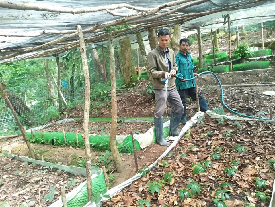 Tưới nước chống hạn cho sâm