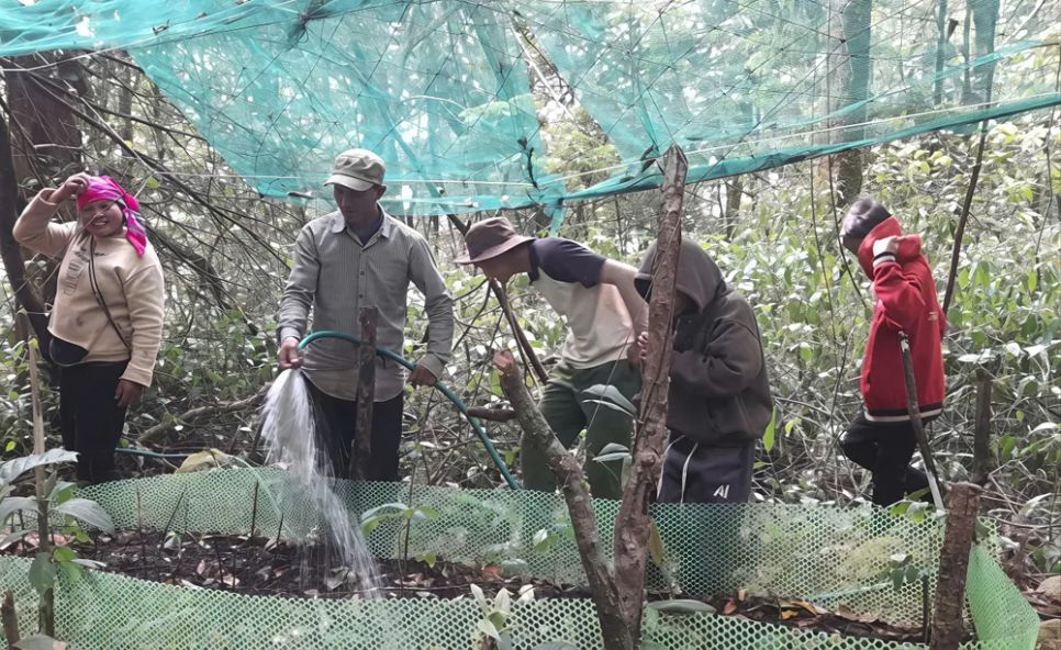 Vườn sâm nhóm hộ anh A Dũng trồng trên núi cao. Vào thời điểm này, cây sâm thiếu nước, buộc phải chống hạn.