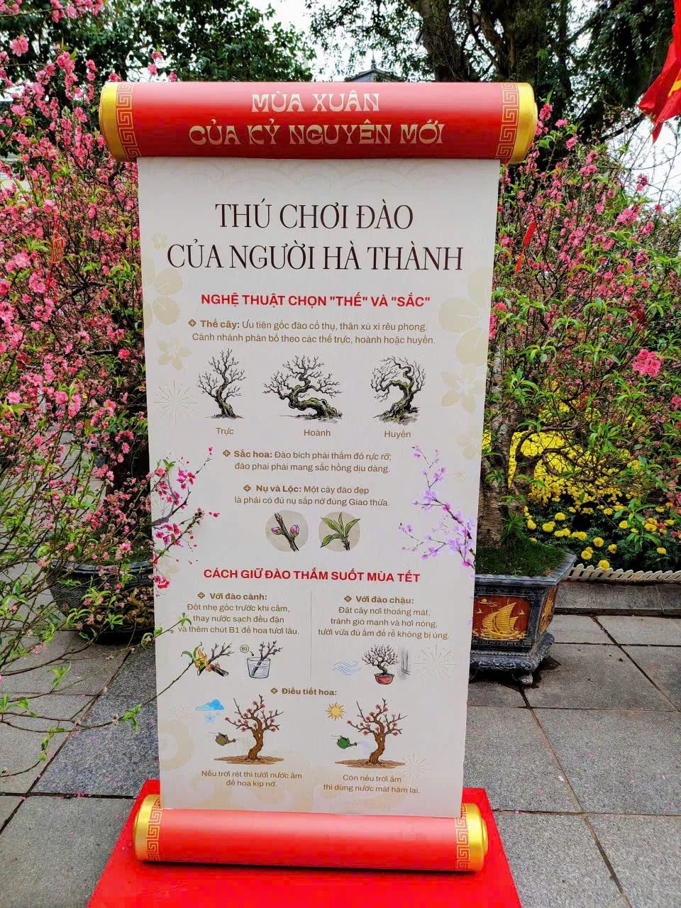 Vườn đào bên tượng đài Vua Lý Thái Tổ hồ Gươm thu hút du khách