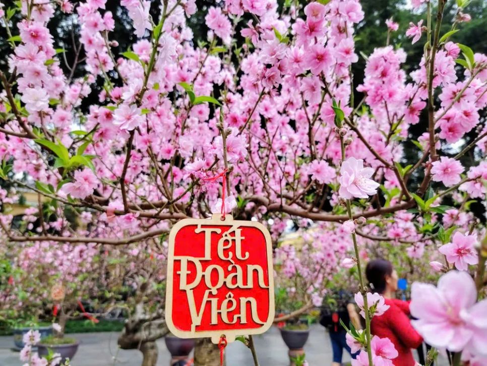 Vườn đào bên tượng đài Vua Lý Thái Tổ hồ Gươm thu hút du khách