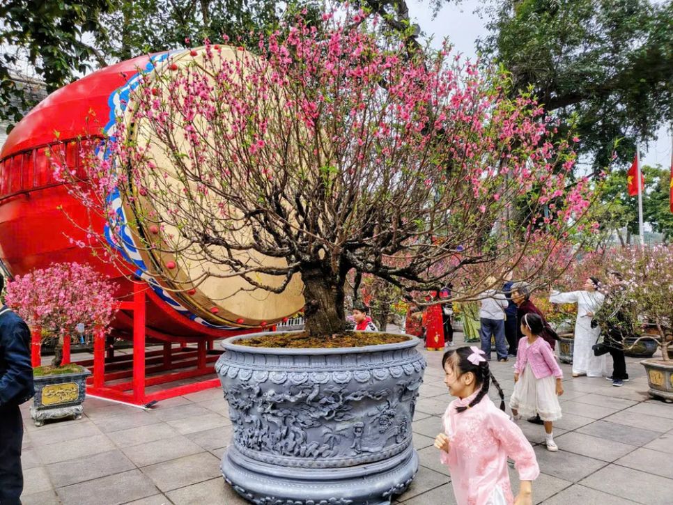 Vườn đào bên tượng đài Vua Lý Thái Tổ hồ Gươm thu hút du khách