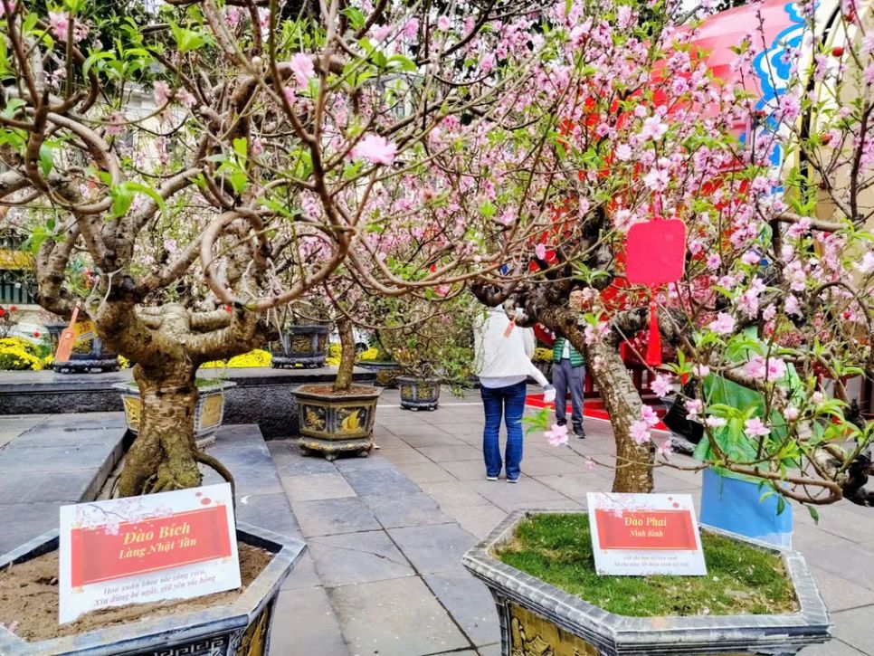 Vườn đào bên tượng đài Vua Lý Thái Tổ hồ Gươm thu hút du khách