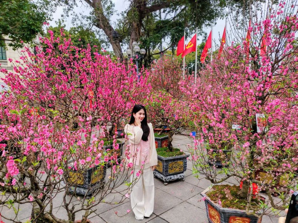 Vườn đào bên tượng đài Vua Lý Thái Tổ hồ Gươm thu hút du khách