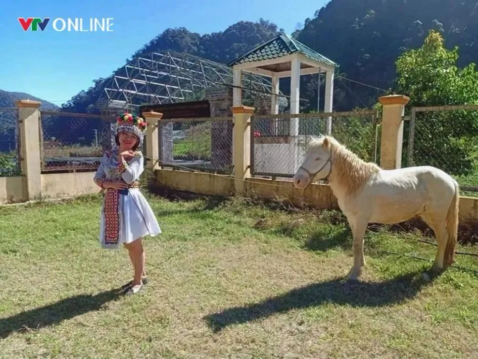 Việc bảo tồn giống ngựa bản địa không chỉ có ý nghĩa khoa học mà còn góp phần tạo điểm nhấn văn hóa – du lịch. Ảnh: Phan Ngọc.