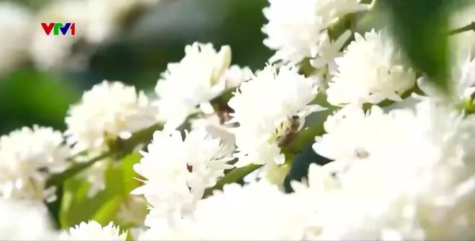 Du xuân cùng mùa hoa cà phê trên cao nguyên Đắk Lắk Du xuân cùng mùa hoa cà phê trên cao nguyên Đắk Lắk