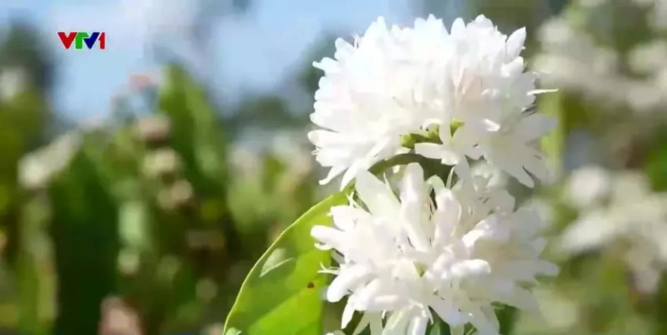 Du xuân cùng mùa hoa cà phê trên cao nguyên Đắk Lắk Du xuân cùng mùa hoa cà phê trên cao nguyên Đắk Lắk