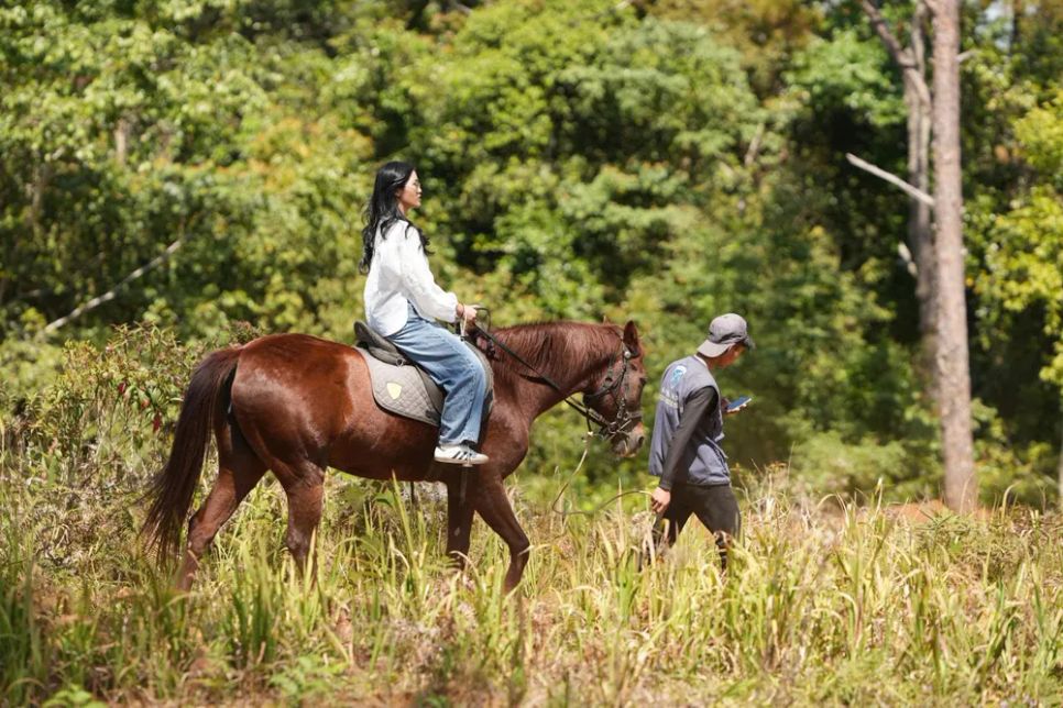 Du khách trải nghiệm cưỡi ngựa Du khách trải nghiệm cưỡi ngựa
