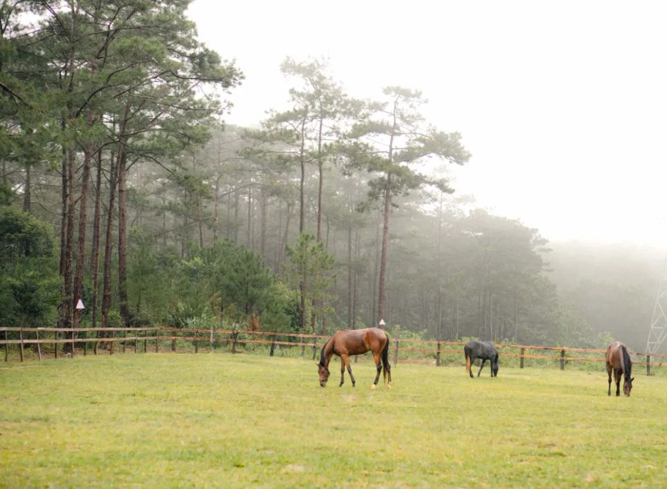 Những chú ngựa bên thảm cỏ Những chú ngựa bên thảm cỏ