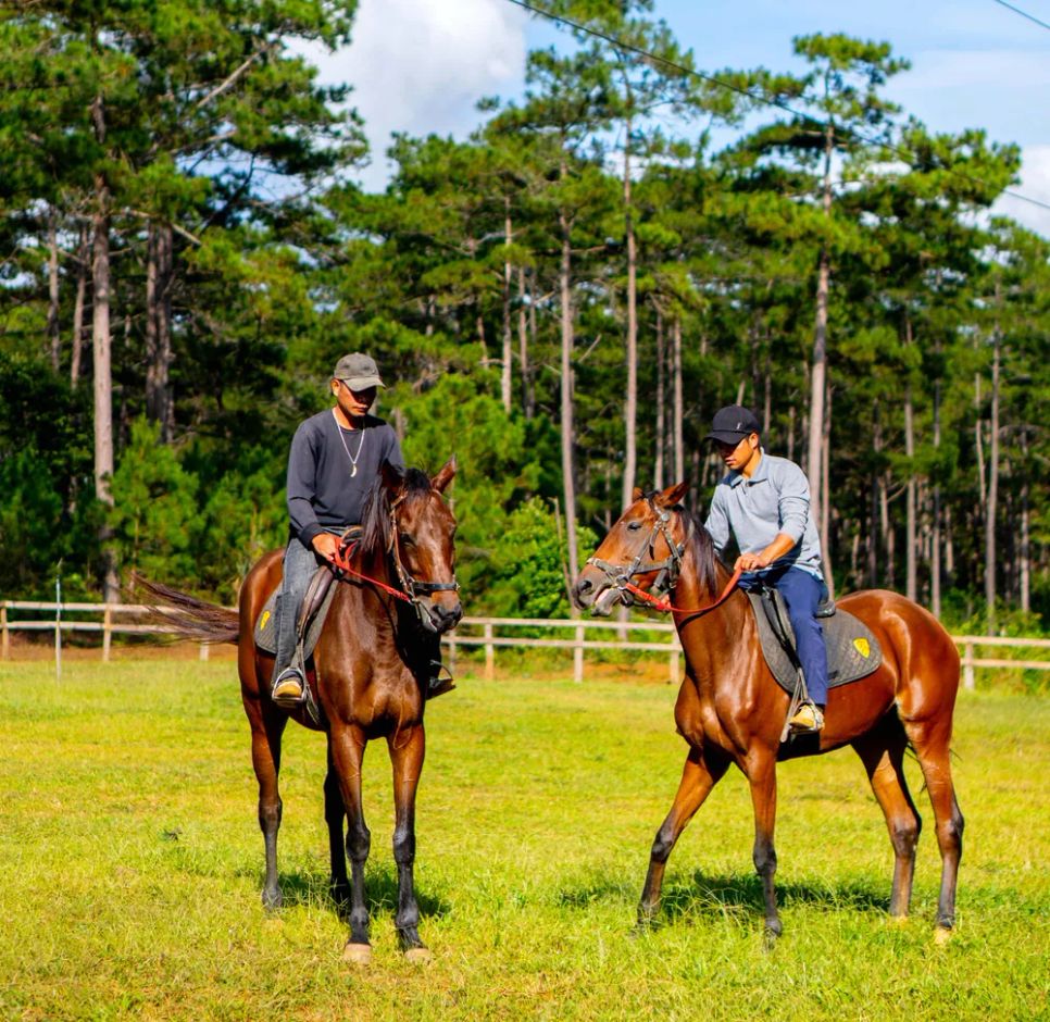 Những chú ngựa khỏe khoắn chở khách, mang lại trải nghiệm thú vị <br> Những chú ngựa khỏe khoắn chở khách, mang lại trải nghiệm thú vị <br>