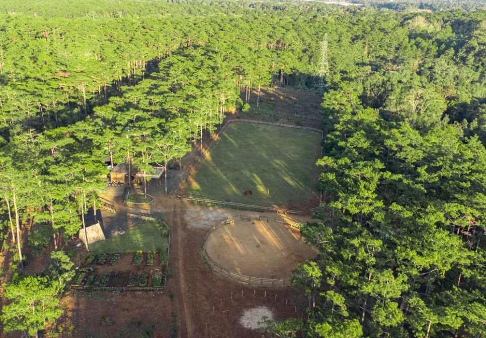 Trang trại ngựa có diện tích rộng, bao quanh là rừng thông xanh ngắt Trang trại ngựa có diện tích rộng, bao quanh là rừng thông xanh ngắt