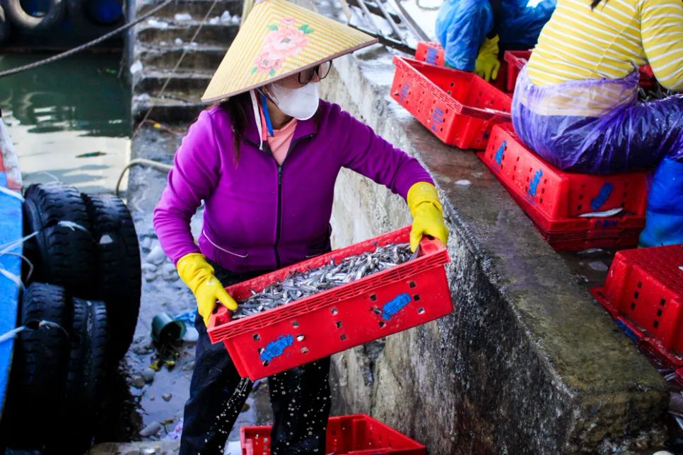 Đưa cá cơm lên bến. Ảnh: NGUYỄN TRANG Đưa cá cơm lên bến. Ảnh: NGUYỄN TRANG