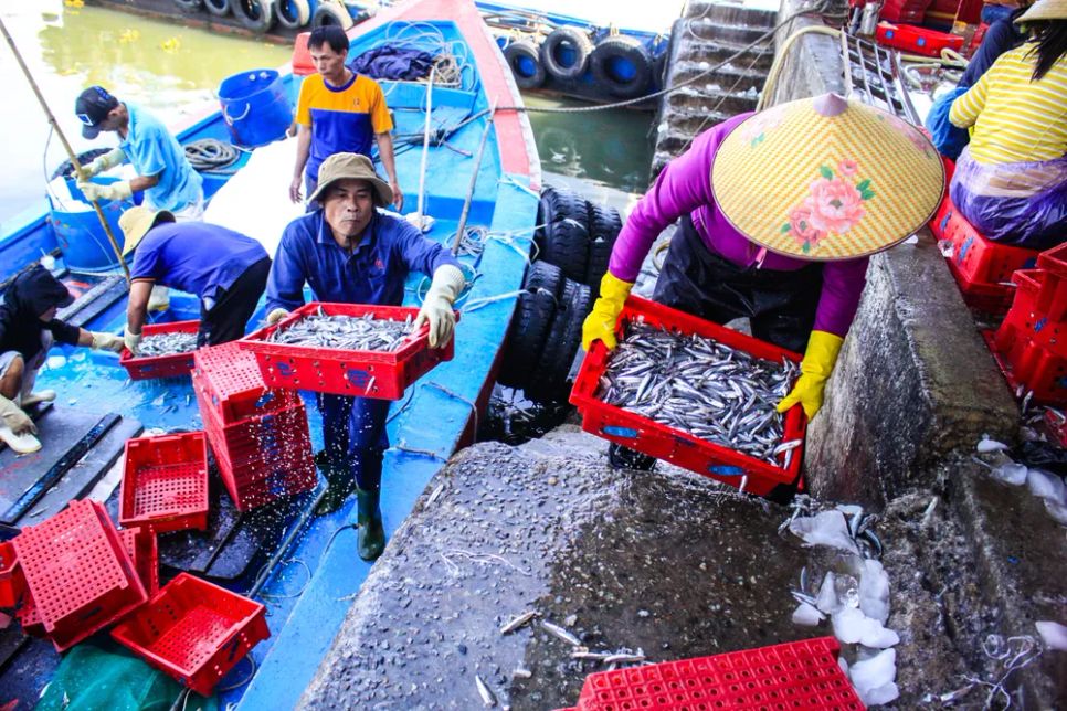 Ngư dân Quảng Ngãi được mùa cá cơm vào mùng 6 Tết. Ảnh: NGUYỄN TRANG Ngư dân Quảng Ngãi được mùa cá cơm vào mùng 6 Tết. Ảnh: NGUYỄN TRANG
