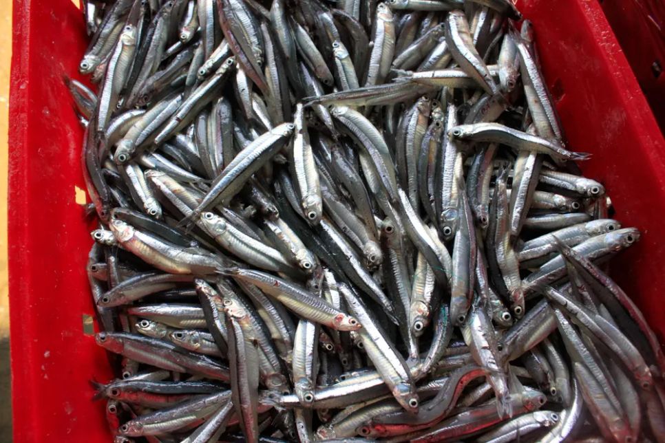 Ngư dân xem đây là lộc biển đầu năm. Ảnh: NGUYỄN TRANG Ngư dân xem đây là lộc biển đầu năm. Ảnh: NGUYỄN TRANG