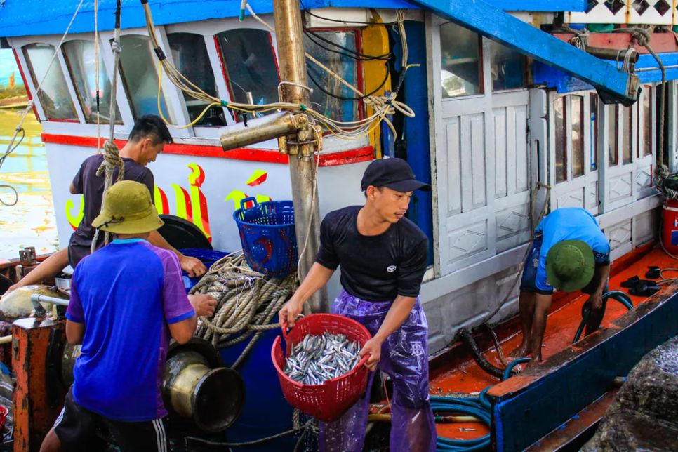 Ngư dân Quảng Ngãi bội thu cá cơm đầu năm Ngư dân Quảng Ngãi bội thu cá cơm đầu năm