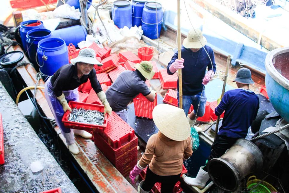 Ngư dân Quảng Ngãi bội thu cá cơm đầu năm Ngư dân Quảng Ngãi bội thu cá cơm đầu năm